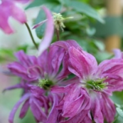 Clematis 'Rosalyn'