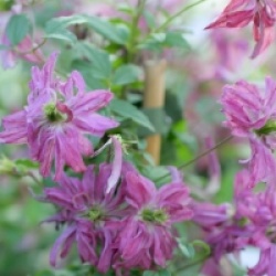Clematis 'Rosalyn'