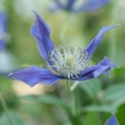 Clematis 'Blue Ocean'