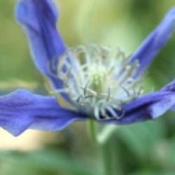 Clematis 'Blue Ocean' - Cl�matite Blue Ocean