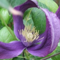 Clematis 'Blue Pirouette' � - Cl�matite Blue Pirouette 