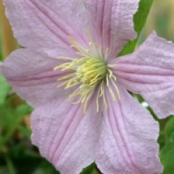Clematis 'Comtesse de Bouchaud'