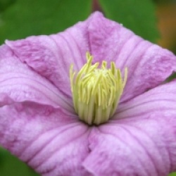 Clematis 'Comtesse de Bouchaud'