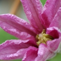 Clematis 'Comtesse de Bouchaud' - Cl�matite � grandes fleurs Comtesse de Bouchaud