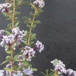 Ceanothus gloriosus