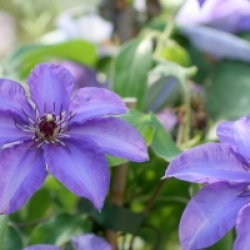 Clematis 'Esther'