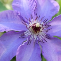 Clematis 'Esther'
