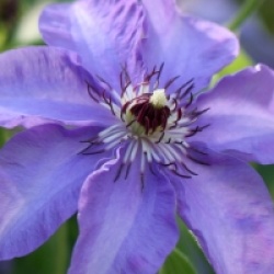 Clematis 'Esther'