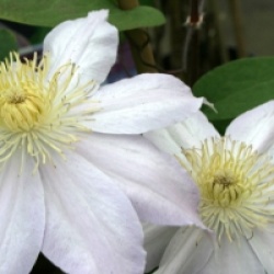 Clematis 'Etoile Nacr�e'