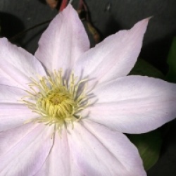 Clematis 'Etoile Nacr�e'