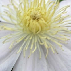 Clematis 'Etoile Nacr�e'