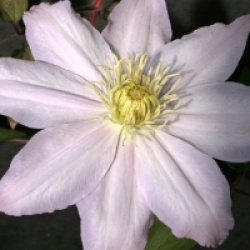 Clematis 'Etoile Nacr�e'