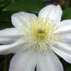 Clematis 'Etoile Nacr�e'