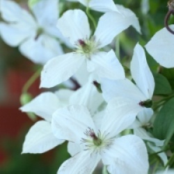 Clematis 'Forever Friends'