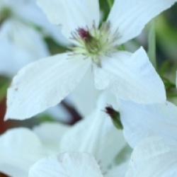 Clematis 'Forever Friends'