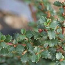 Ceanothus gloriosus 'Emily Brown' - C�anothe Emily Brown