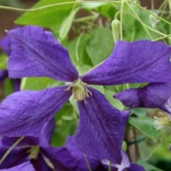 Clematis 'Jackmanii'