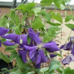 Clematis 'Jackmanii'