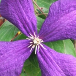 Clematis 'Jackmanii'
