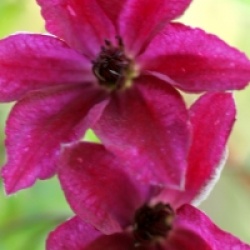 Clematis 'John Howells' - Cl�matite John Howells