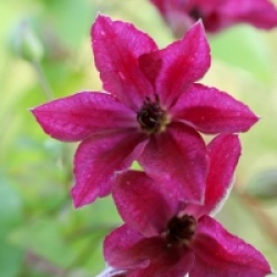 Clematis 'John Howells'