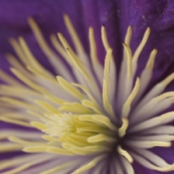 Cl�matite Lady Betty Balfour