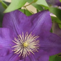 Clematis 'Lady Betty Balfour'