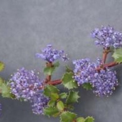 Ceanothus gloriosus 'Emily Brown'