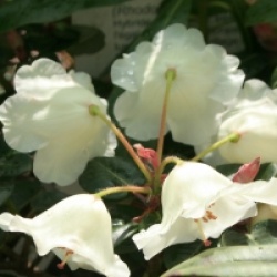 Rhododendron Cowslip