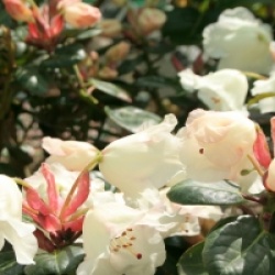 Rhododendron Cowslip Group 'Cowslip'