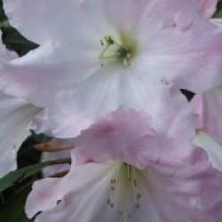 Rhododendron Loderi Group 'Loderi Game Chick'