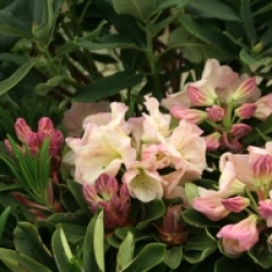 Rhododendron Loderi Group 'Loderi Pink Diamond'