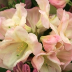 Rhododendron Loderi Group 'Loderi Pink Diamond'