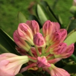Rhododendron Loderi Group 'Loderi Pink Diamond'