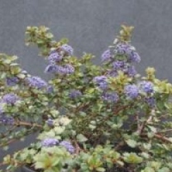 Ceanothus gloriosus 'Emily Brown'