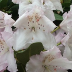 Rhododendron Mrs Charles E. Pearson