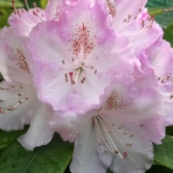 Rhododendron 'Mrs Charles E. Pearson'