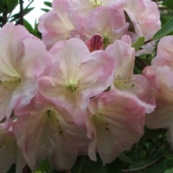 Rhododendron (Naomi Group) 'Exbury Naomi' - Rhododendron Exbury Naomi