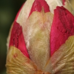 Rhododendron arboreum