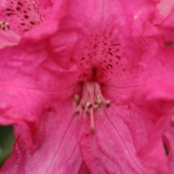 Rhododendron arboreum