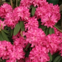 Rhododendron arboreum