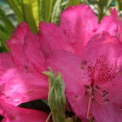 Rhododendron arboreum