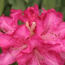 Rhododendron arboreum