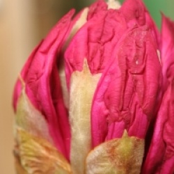 Rhododendron arboreum