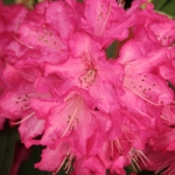 Rhododendron arboreum