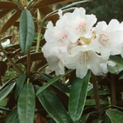 Rhododendron bureavii - Rhododendron bureavii