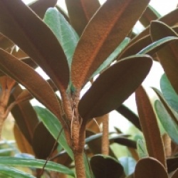 Rhododendron bureavii