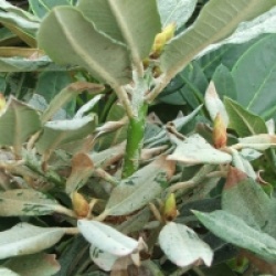 Rhododendron Crosswater