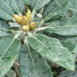 Rhododendron pachysanthum 'Crosswater'