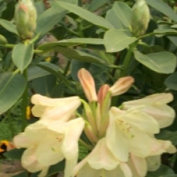 Rhododendron wardii 